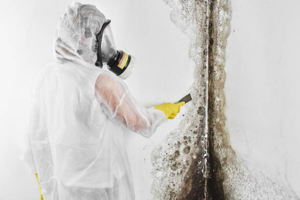 Best Mold Testing  in Victoria, MN