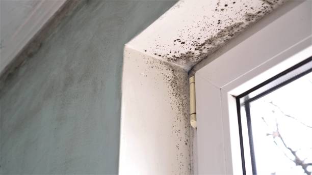 Best Professional Mold Removal  in Victoria, MN