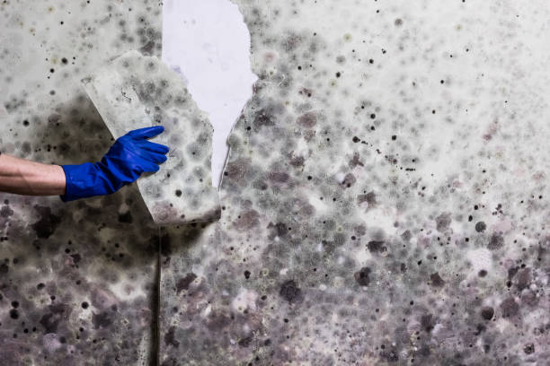 Best Affordable Mold Removal  in Victoria, MN