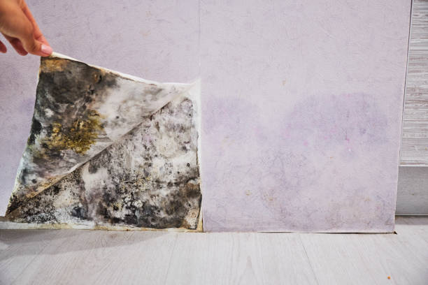 Home Mold Removal in Victoria, MN